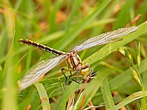 Sulphur-tipped Clubtail - Phanogomphus militaris